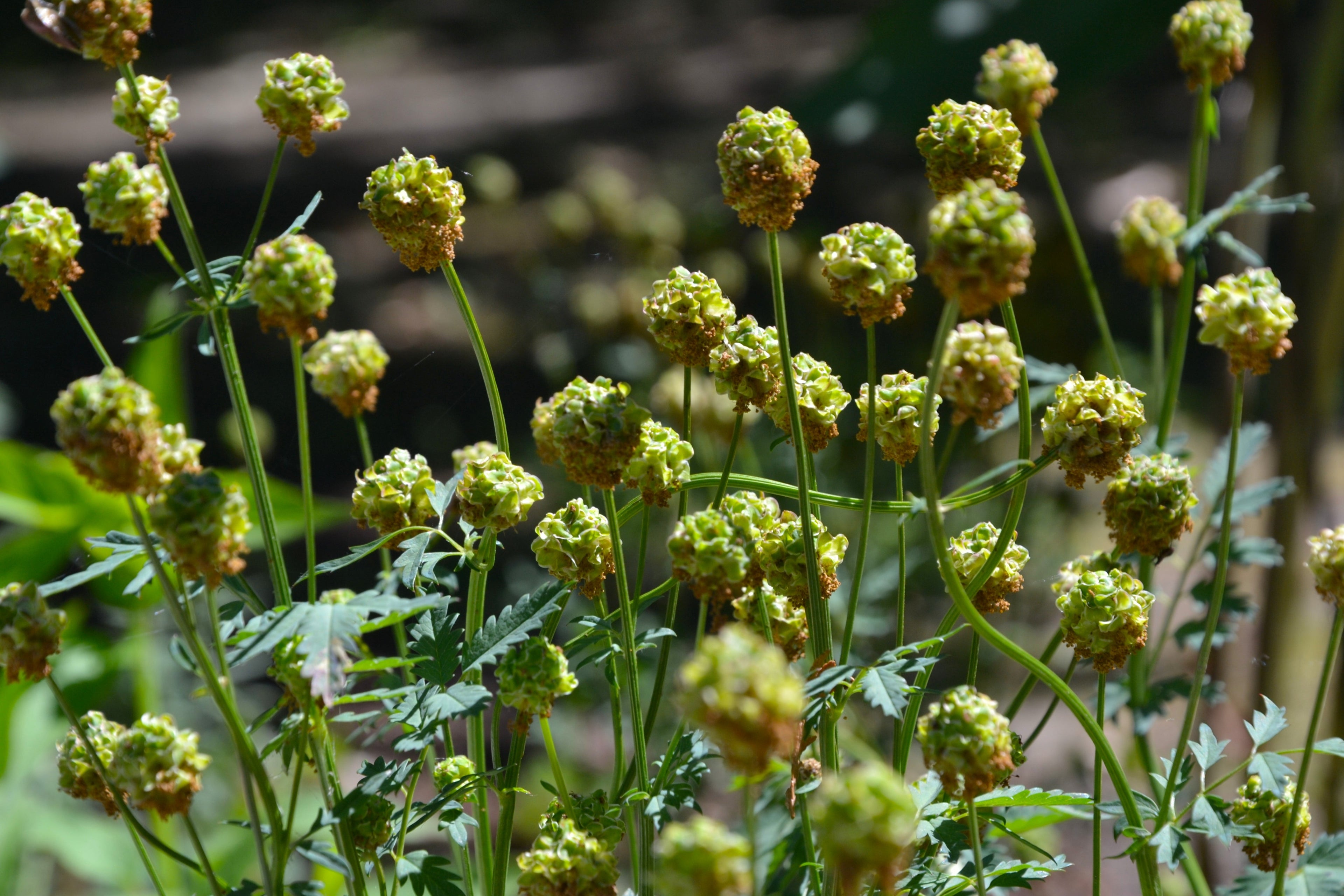 500 SALAD BURNET Sanguisorba Minor Edible Greens Vegetable Herb Flower Seeds