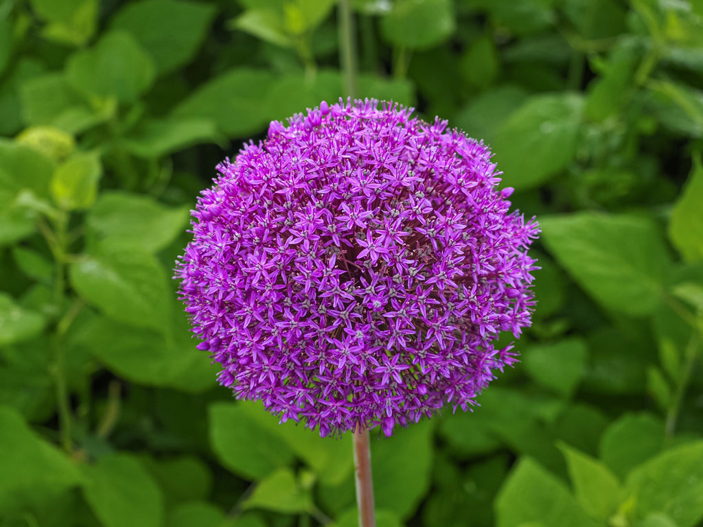 25 GIANT ALLIUM Allium Giganteum Purple Globe Flower Seeds