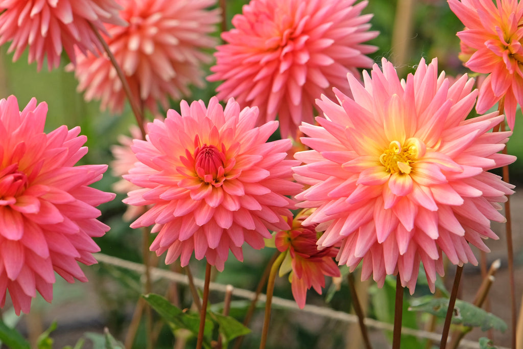 25 CACTUS DOUBLE DAHLIA Mix Variabilis Mixed Colors Hummingbird Flower Seeds