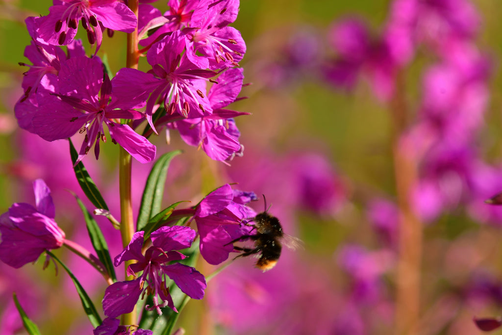 1000 PINK WINGED LOOSESTRIFE Lythrum Alatum Flower Seeds