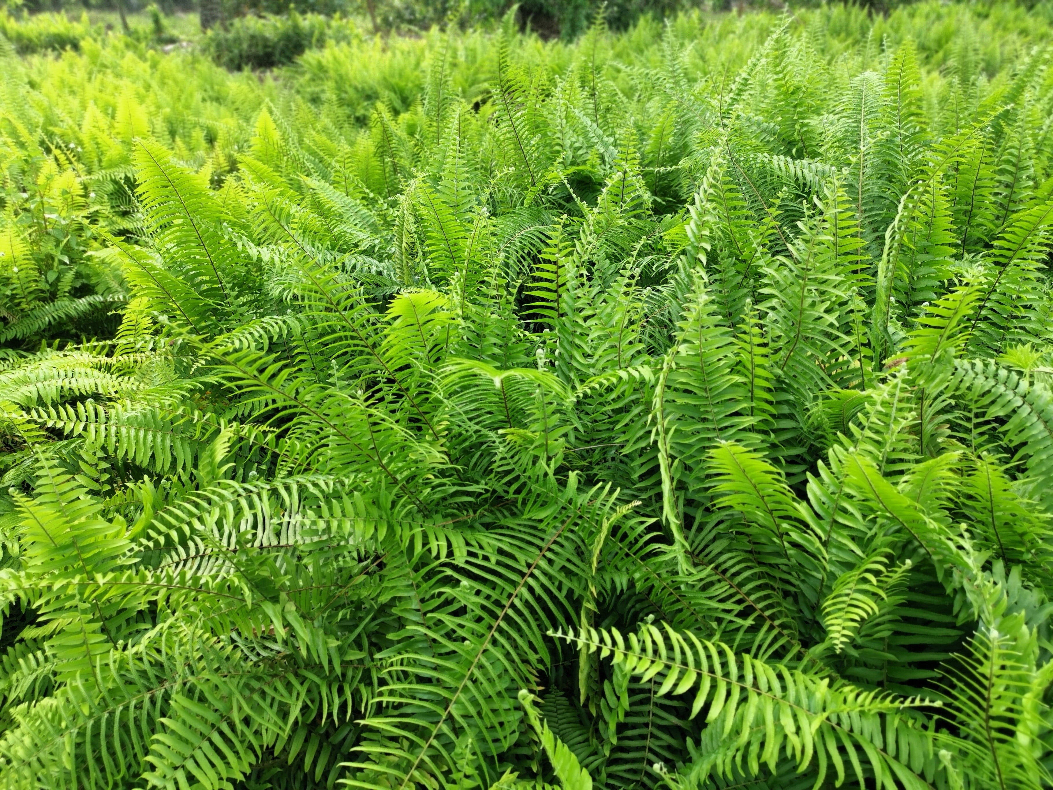 1500 Western SWORD FERN Giant Holly Swordfern Polystichum Munitum Aspidium Solitarium Spores Seeds
