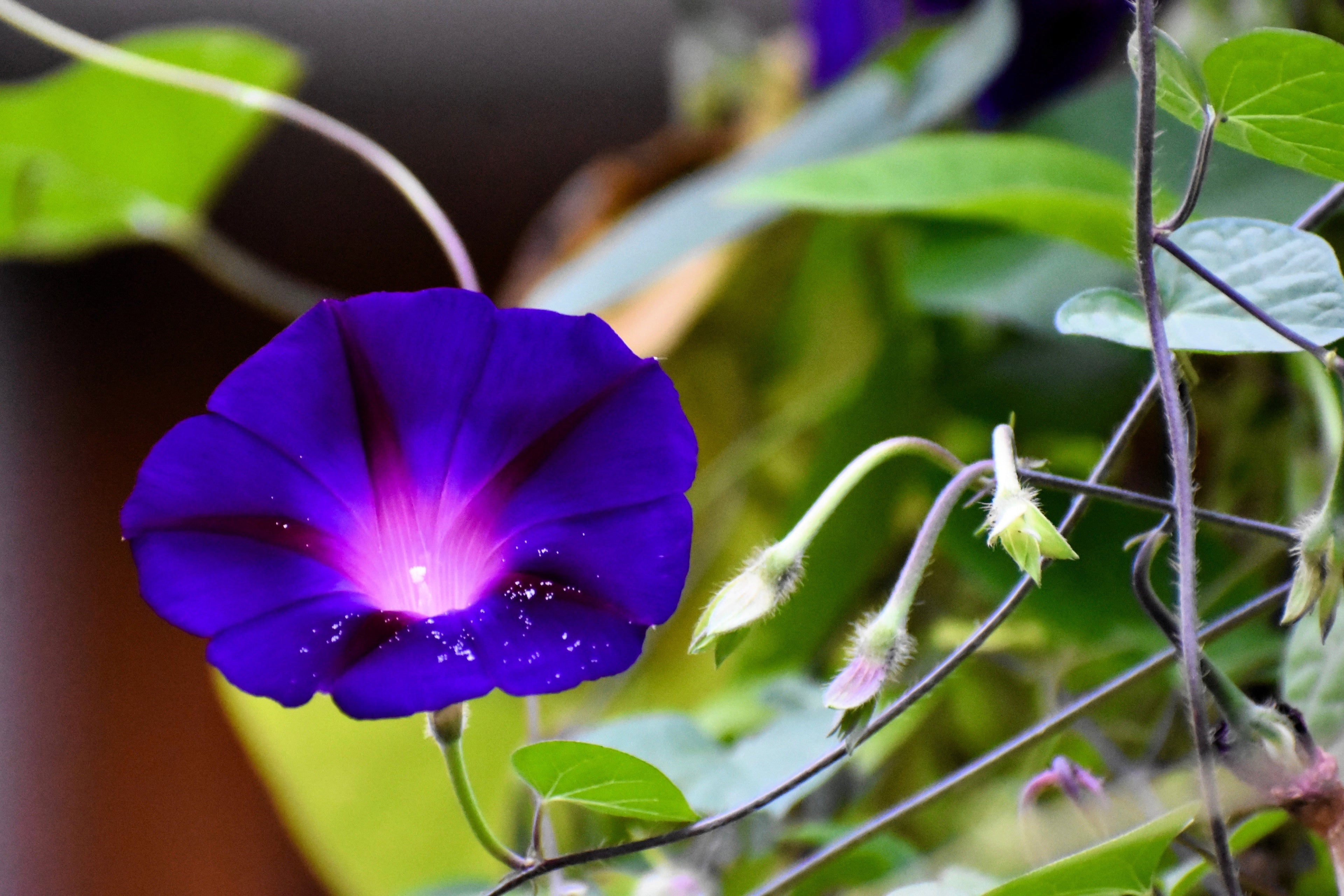 100 PURPLE MORNING GLORY Ipomoea Nil Flower Vine Seeds