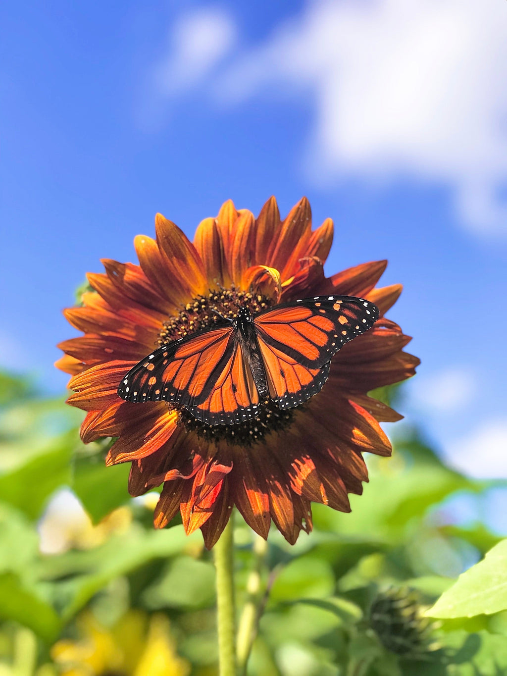 100 Mixed EVENING COLORS SUNFLOWER Helianthus Annuus Orange Red Gold Flower Seeds