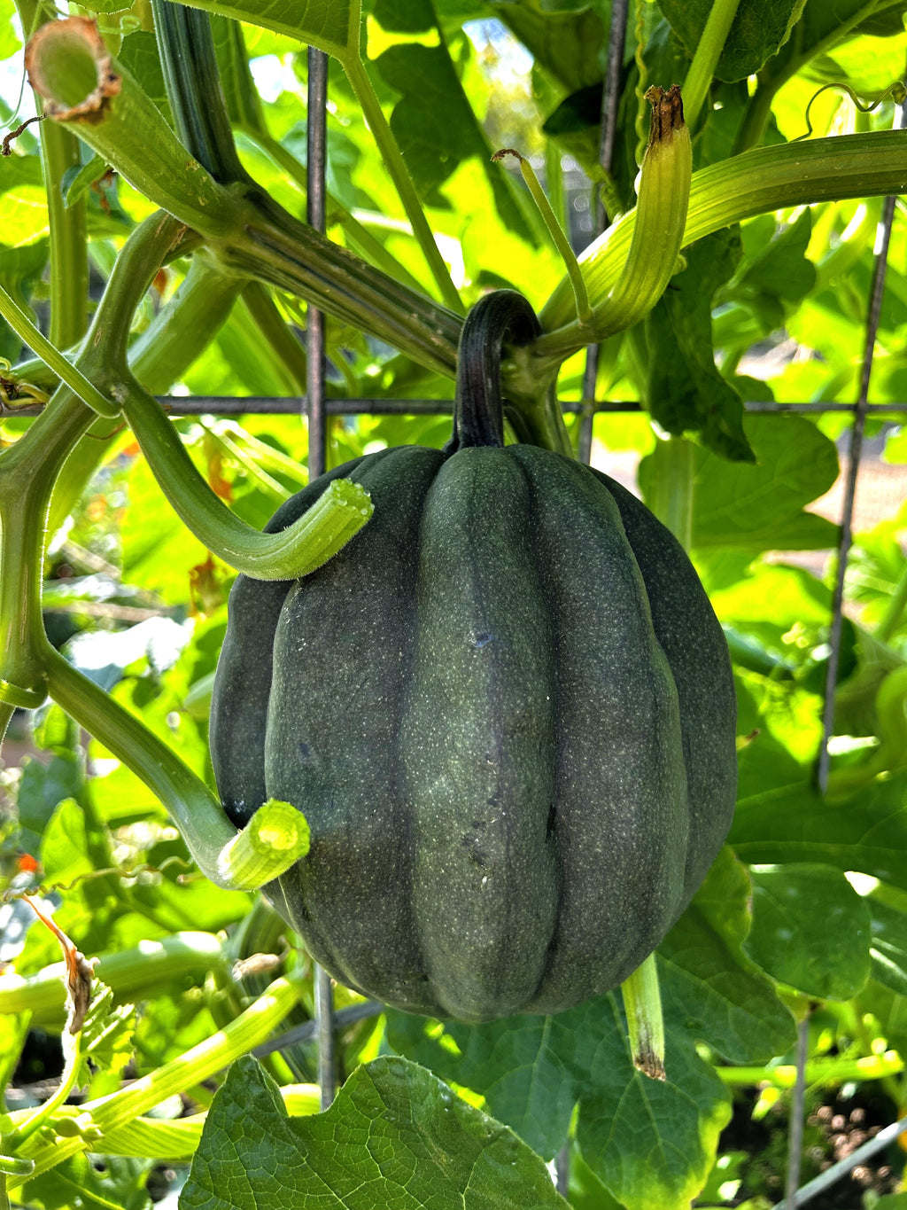 50 TABLE KING Acorn SQUASH Winter or Summer Cucurbita Maxima Vegetable Seeds