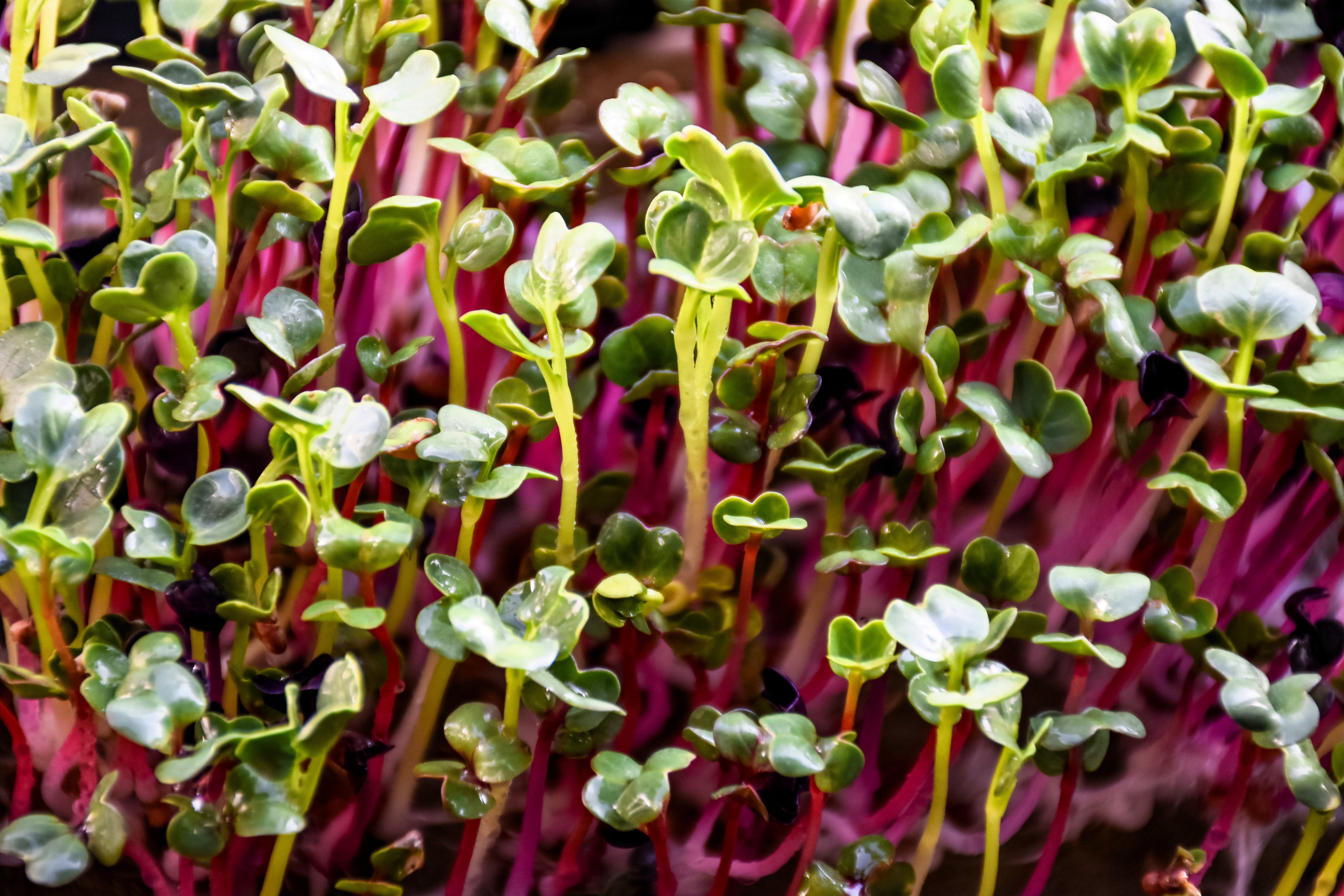 250 RED Arrow SPROUTING RADISH MiniGreen Daikon Raphanus Sativus Vegetable Seeds