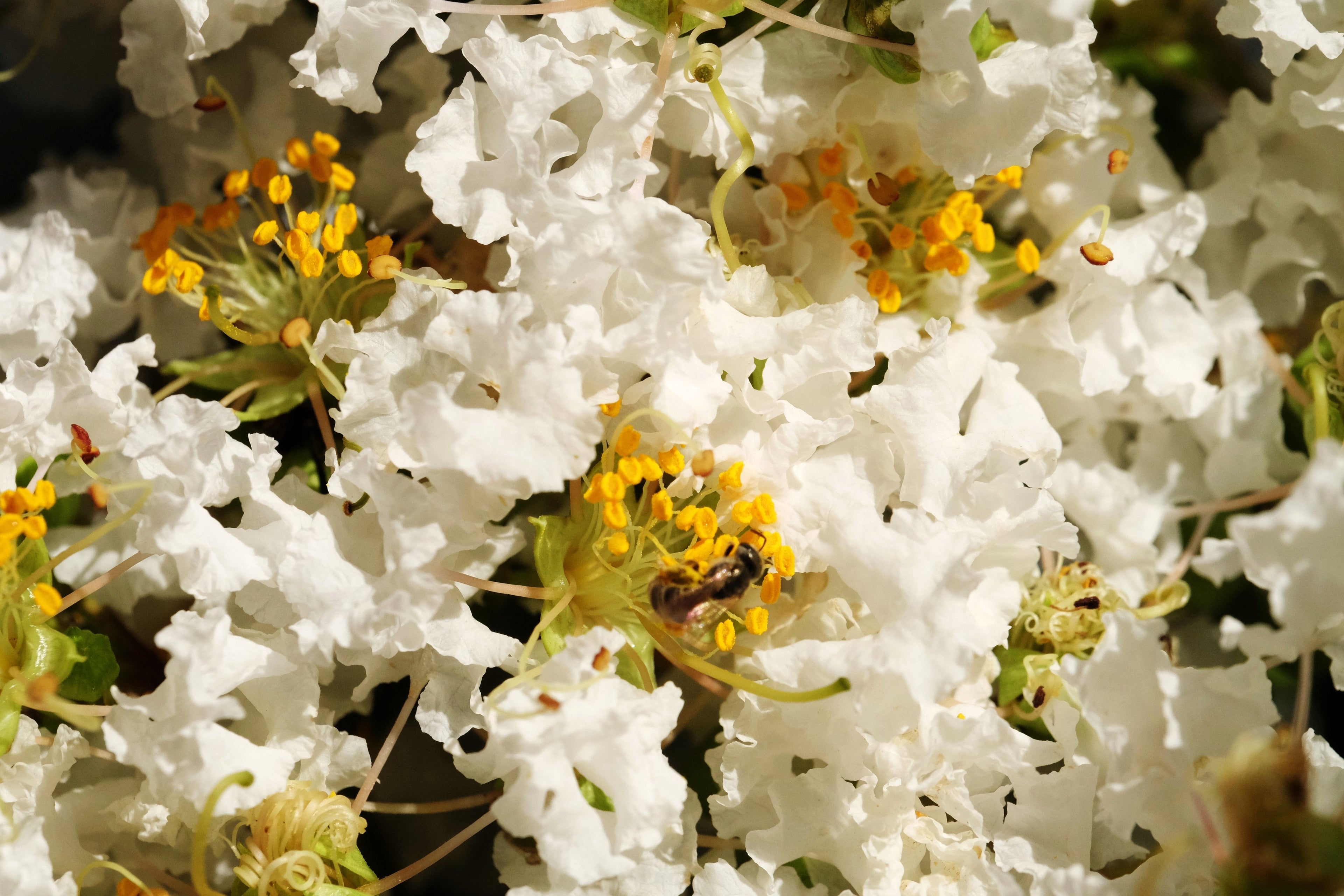 50 MIXED CREPE MYRTLE Lagerstroemia Indica Tree Shrub Crape  6 Color Mix - Red, Purple, Light Pink, Dark Pink, White, & Lilac Flower Seeds
