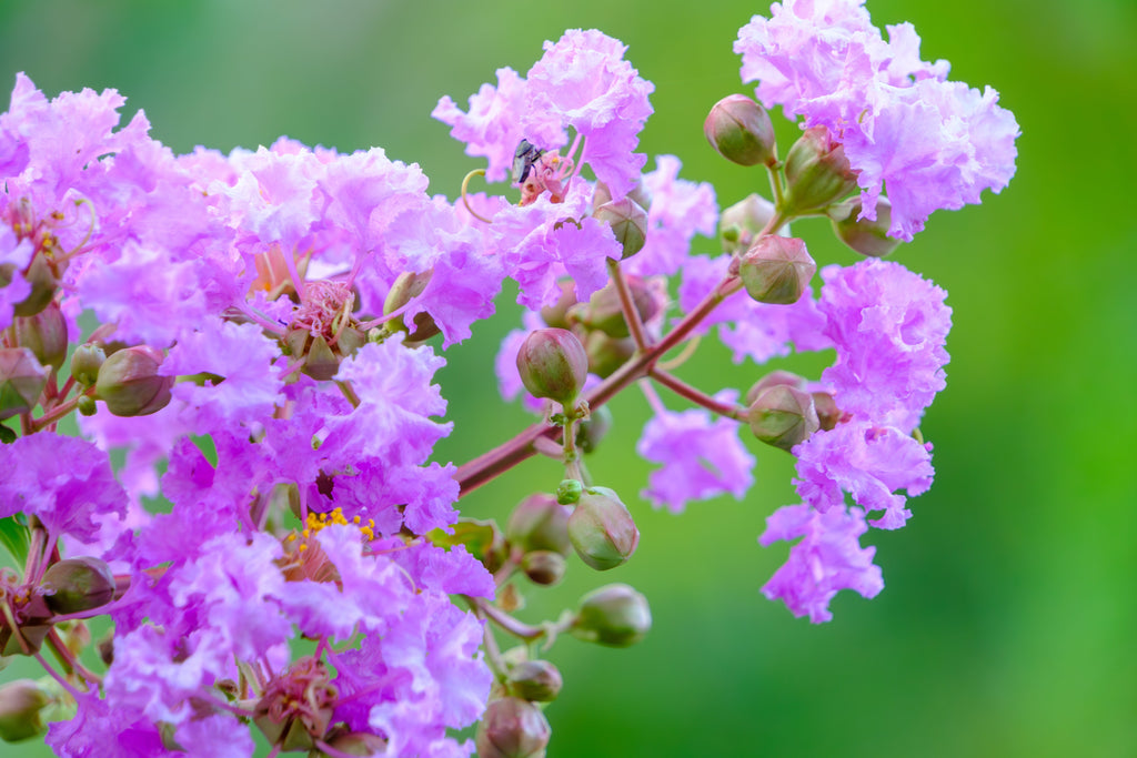 50 MIXED CREPE MYRTLE Lagerstroemia Indica Tree Shrub Crape  6 Color Mix - Red, Purple, Light Pink, Dark Pink, White, & Lilac Flower Seeds