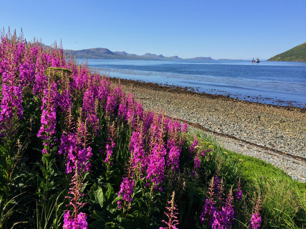 300 FIREWEED / ROSEBAY (Great Willowherb) Epilobium Angustifolium Flower Seeds