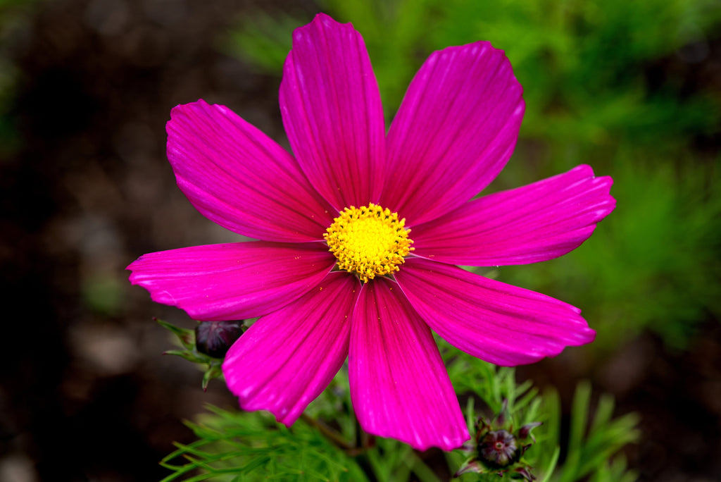 300 Wine Red TETRA VERSAILLES COSMOS Bipinnatus Hummingbird Flower Seeds