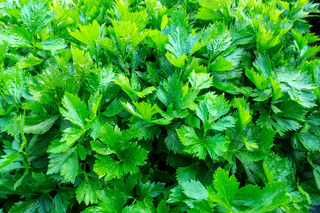 2000 Cutting LEAF CELERY Apium Graveolens Secalinum European Chinese Herb Seeds