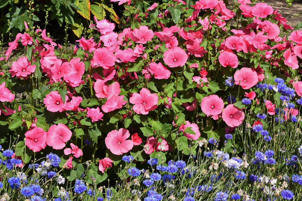 200 ROSE MALLOW MIX (Bush Mallow) Hibiscus Lavatera Trimestris Flower Seeds