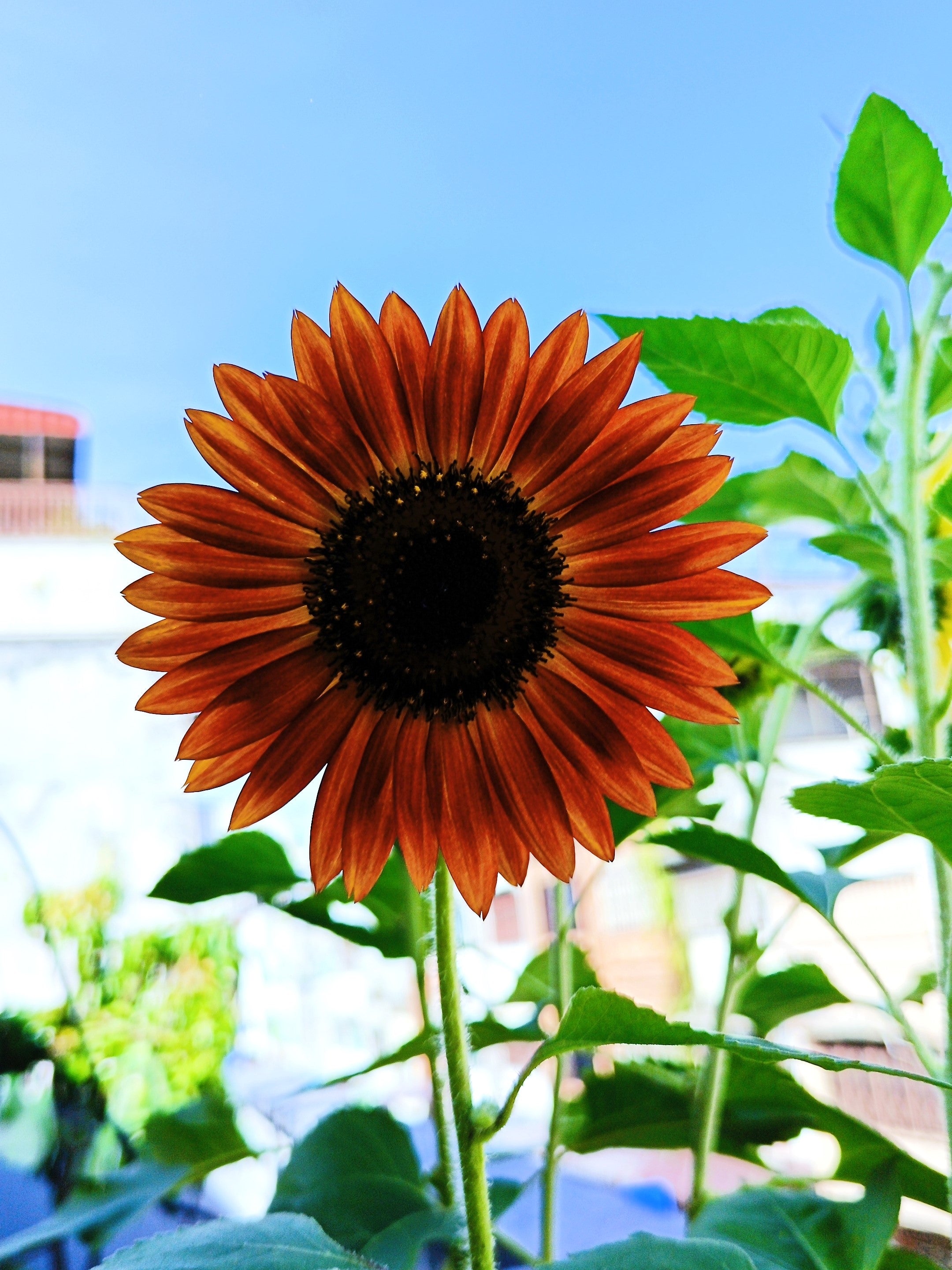100 AUTUMN BEAUTY SUNFLOWER Helianthus Annuus Flower Seeds