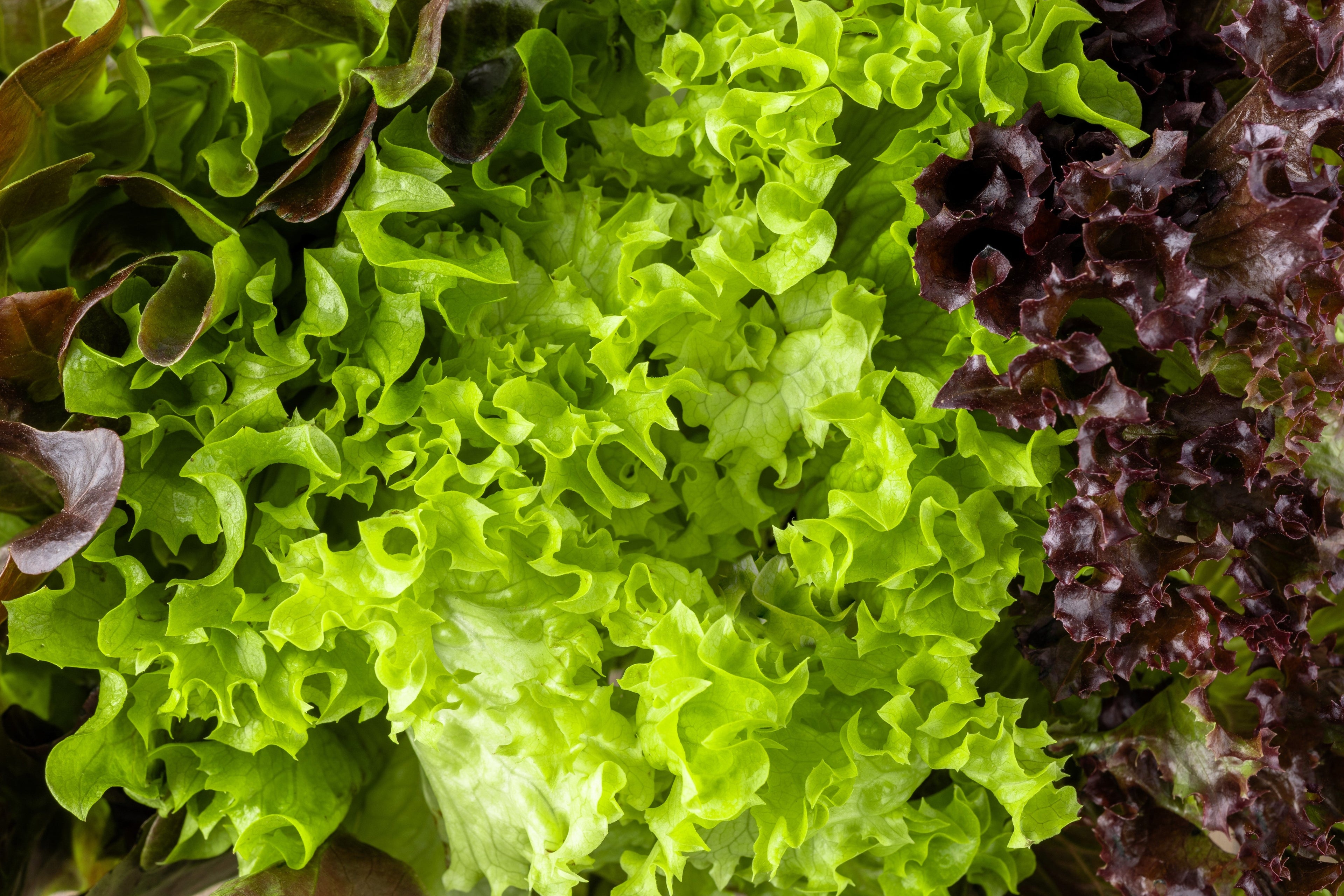 3000 Black Seeded Simpson LEAF LETTUCE Lactuca Sativa Vegetable Seeds