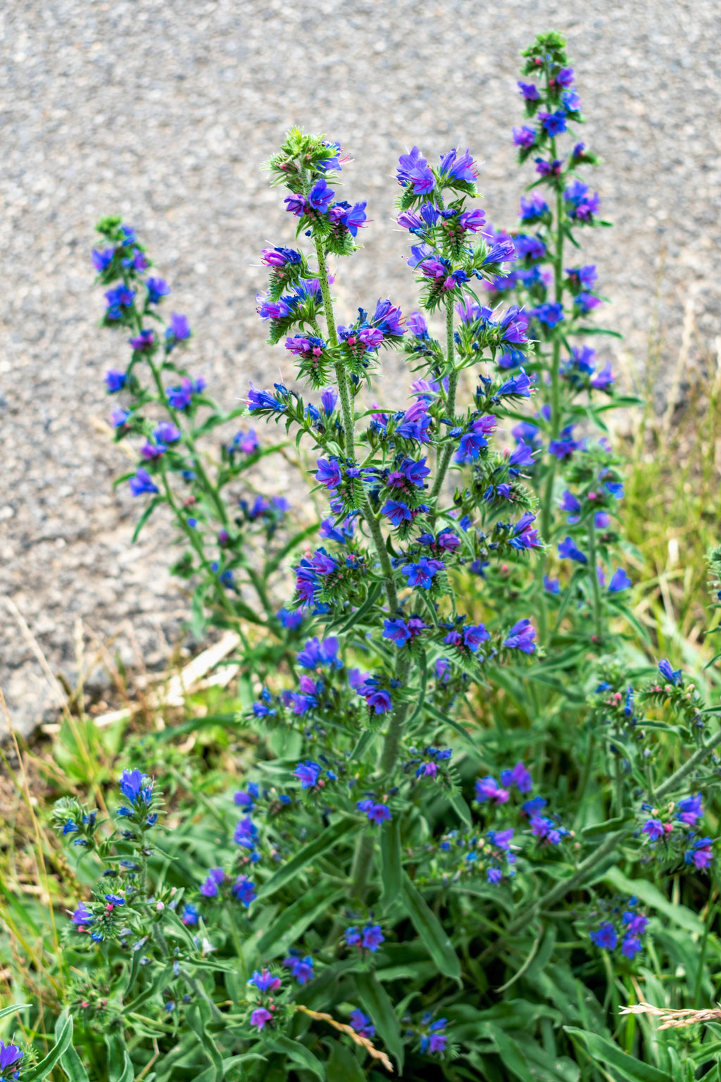 100 Blue VIPERS BUGLOSS Echium Vulgare Blue Flower Seeds