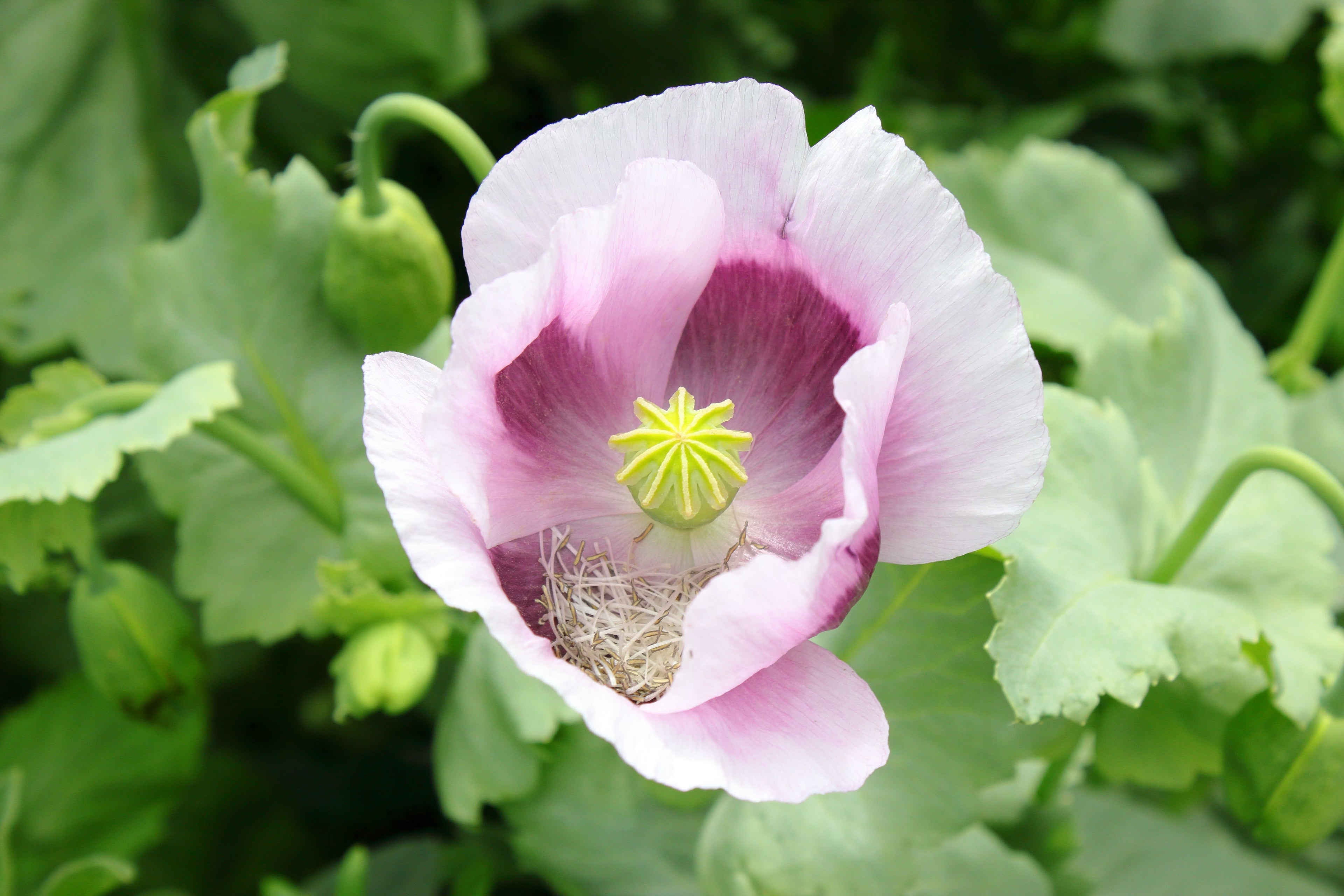 350 TASMANIAN Purple & White POPPY Papaver Somniferum Flower Seeds