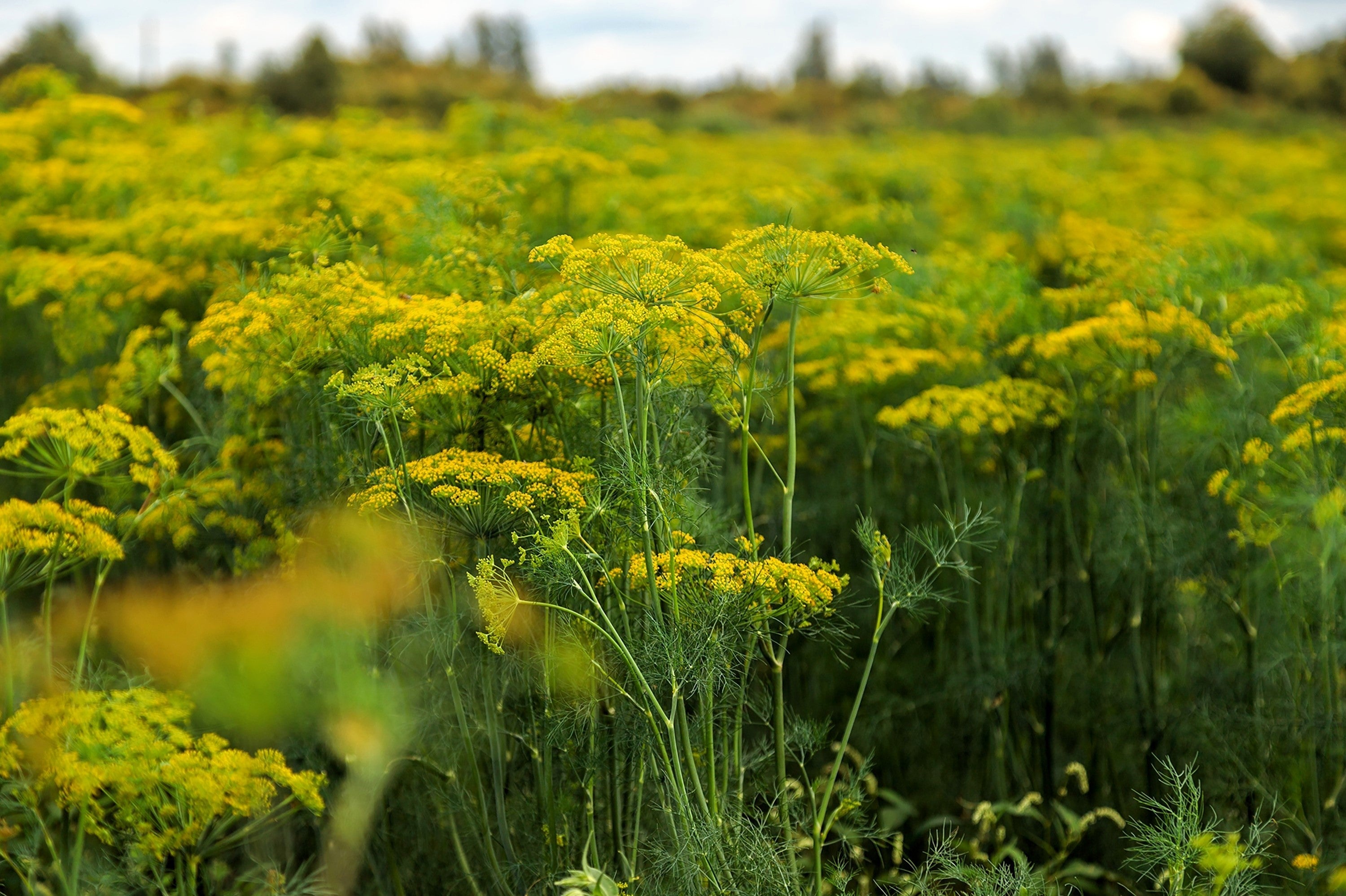 2500 BOUQUET DILL Anethum Graveolens Herb Flower Seeds