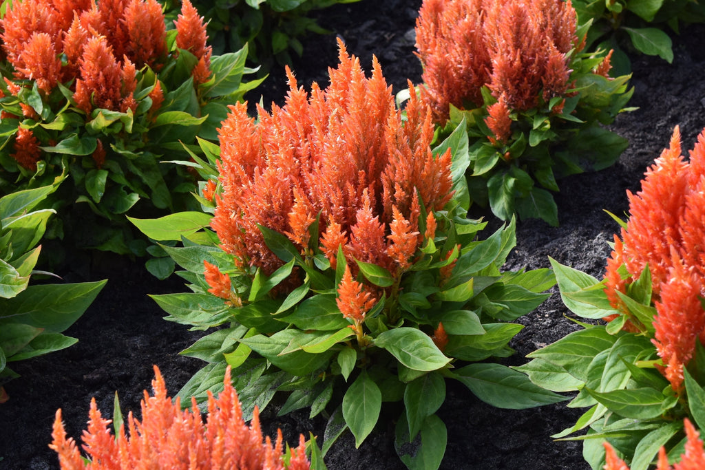 150 Mixed PAMPAS PLUMES COCKSCOMB Celosia Plumosa Flower Seeds