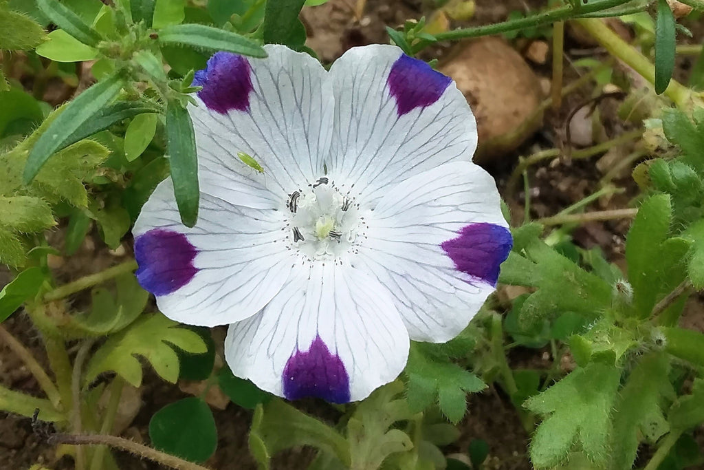 750 FIVE SPOT Nemophila Maculata White & Purple Flower Seeds