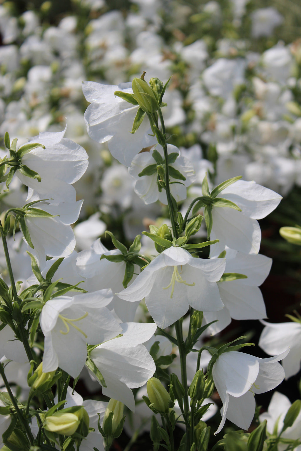 500 White PEACH LEAVED BELLFLOWER Campanula Persicifolia Flower Seeds