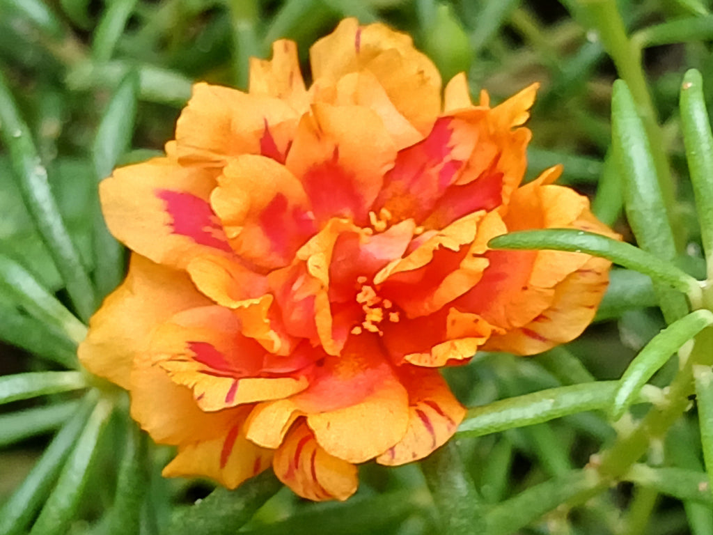 100 Orange PORTULACA MOSS ROSE Portulaca Grandiflora Succulent Flower Seeds