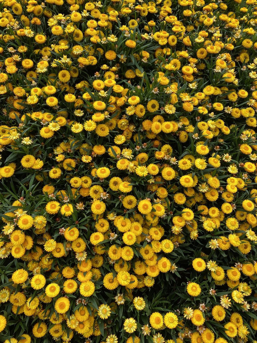50 YELLOW DOUBLE STRAWFLOWER  Xerochrysum Bracteatum Helichrysum Flower Seeds