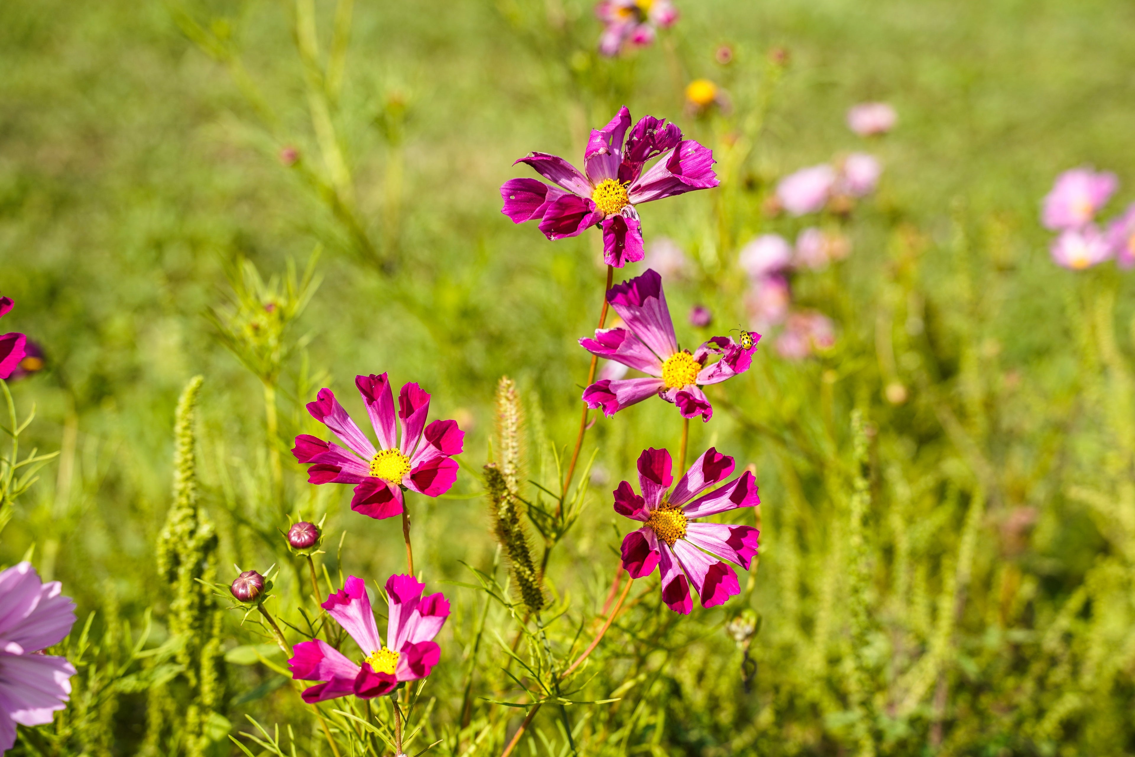 200 COSMOS SEA SHELLS Cosmos Bipinnatus Seashells Flower Seeds