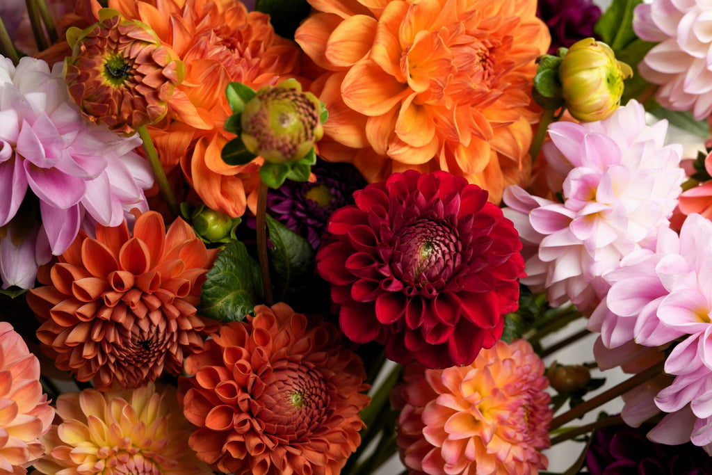 50 EARLY BIRD DAHLIA Mixed Colors Flower Seeds