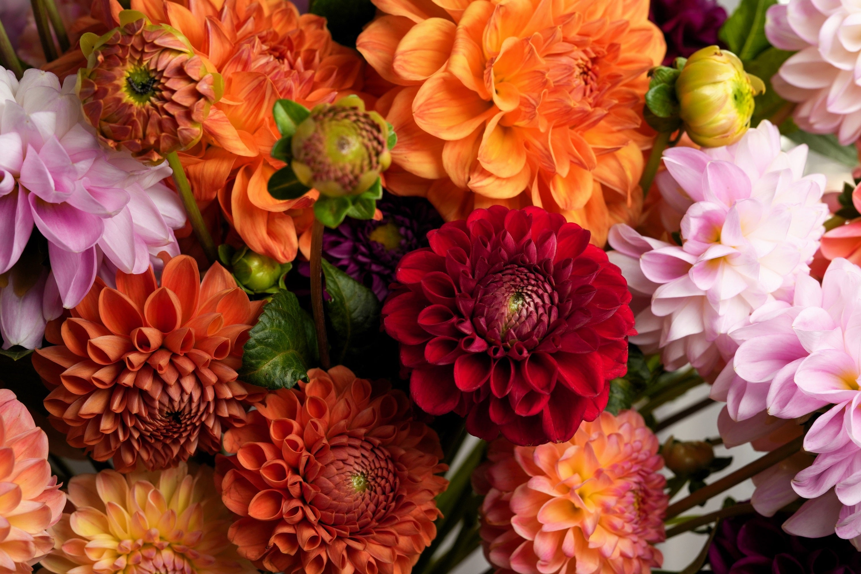 50 EARLY BIRD DAHLIA Mixed Colors Flower Seeds