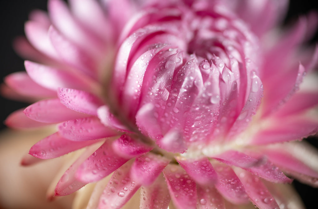 50 PINK DOUBLE STRAWFLOWER Helichrysum  Xerochrysum Bracteatum Flower Seeds