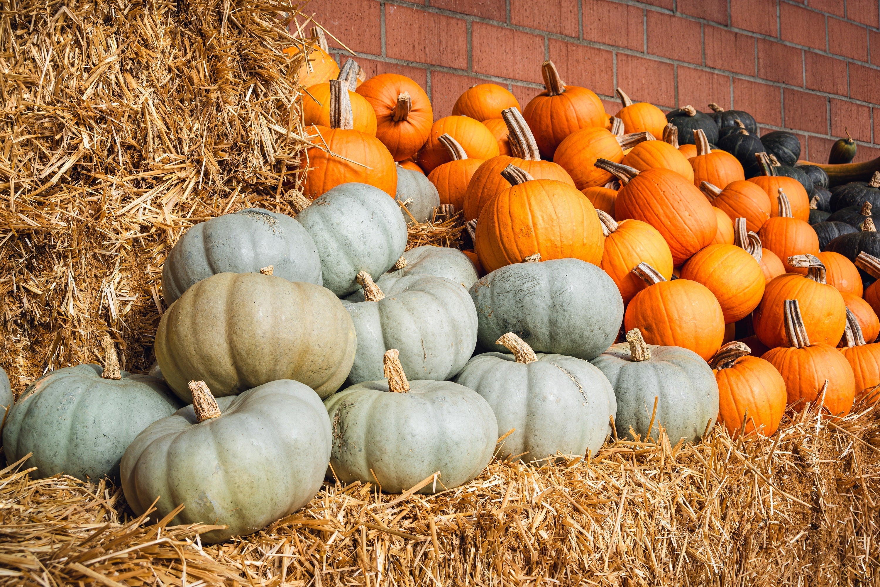 15 JARRAHDALE GREEN PUMPKIN Jarradale Blue Grey Cucurbita Maxima Vegetable Seeds