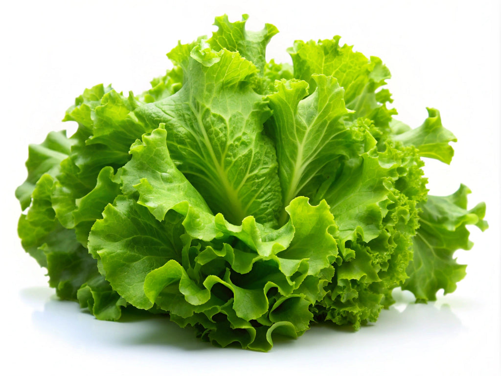 3000 Black Seeded Simpson LEAF LETTUCE Lactuca Sativa Vegetable Seeds