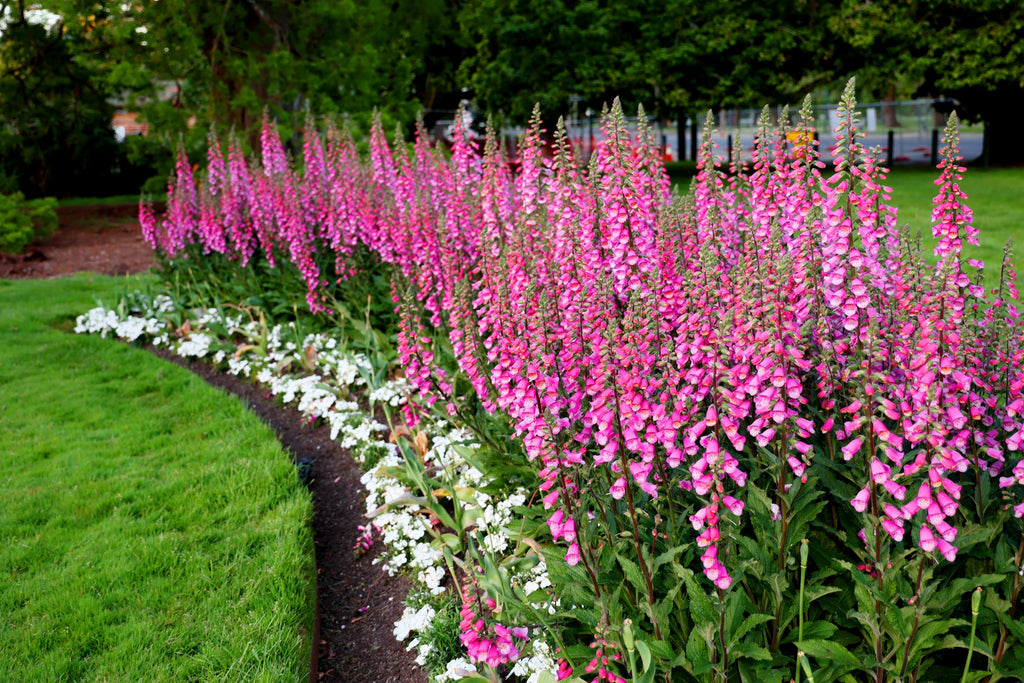 1000 PINK & PURPLE Mix FOXGLOVE Digitalis Flower Seeds