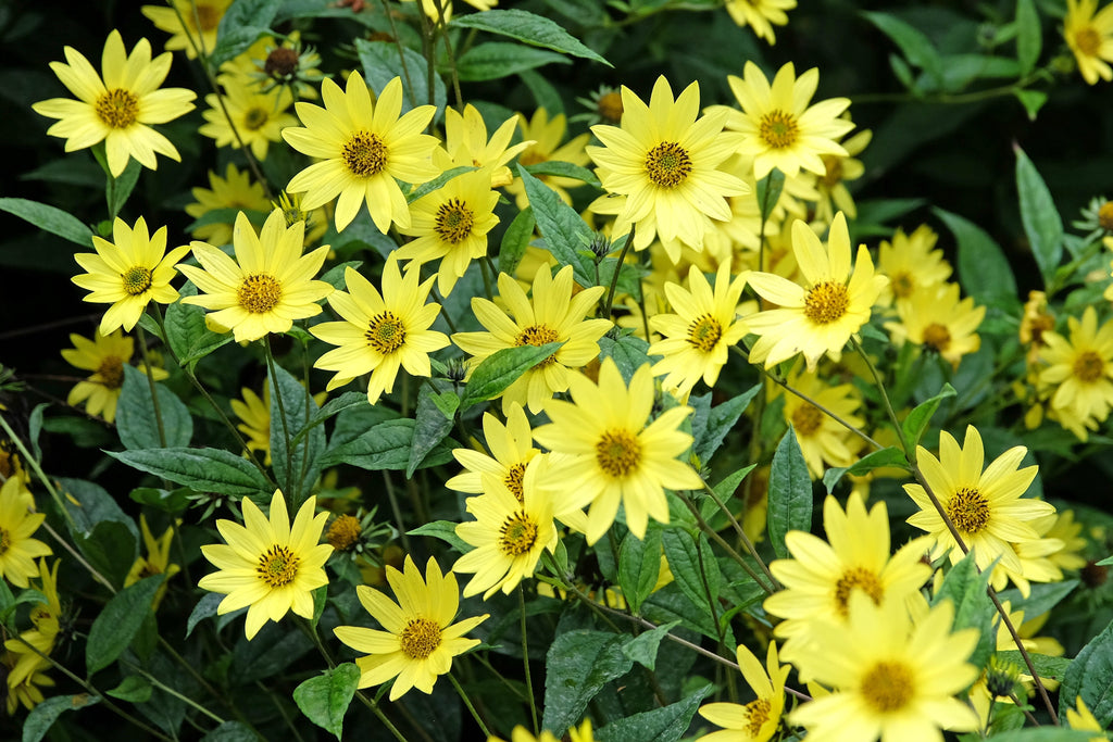 50 LEMON QUEEN SUNFLOWER Perennial Helianthus Yellow Flower Seeds