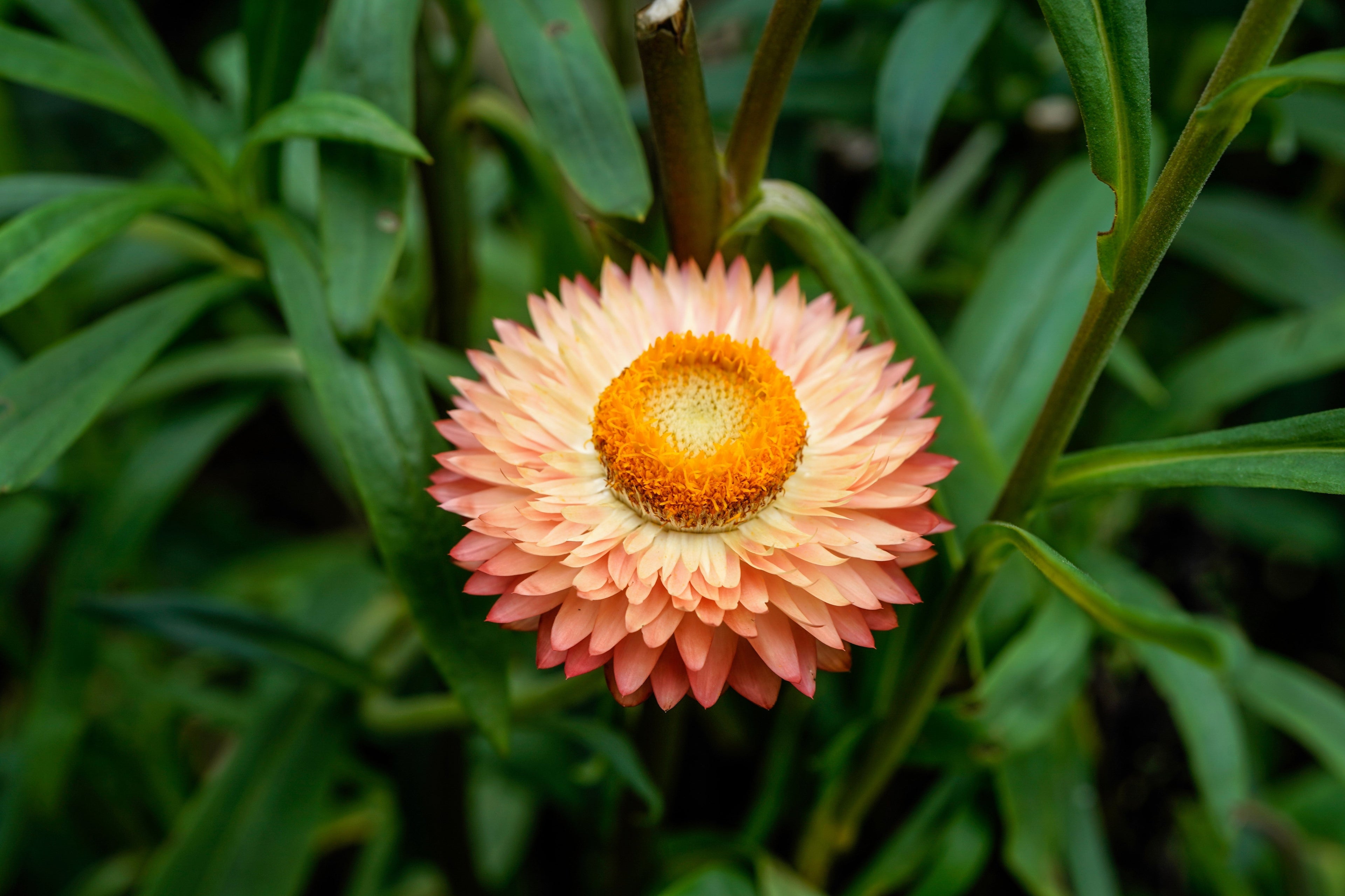 100 APRICOT & PEACH STRAWFLOWER Organic Mix Coral Paper Daisy Helichrysum Xerochrysum Bracteatum Flower Seeds