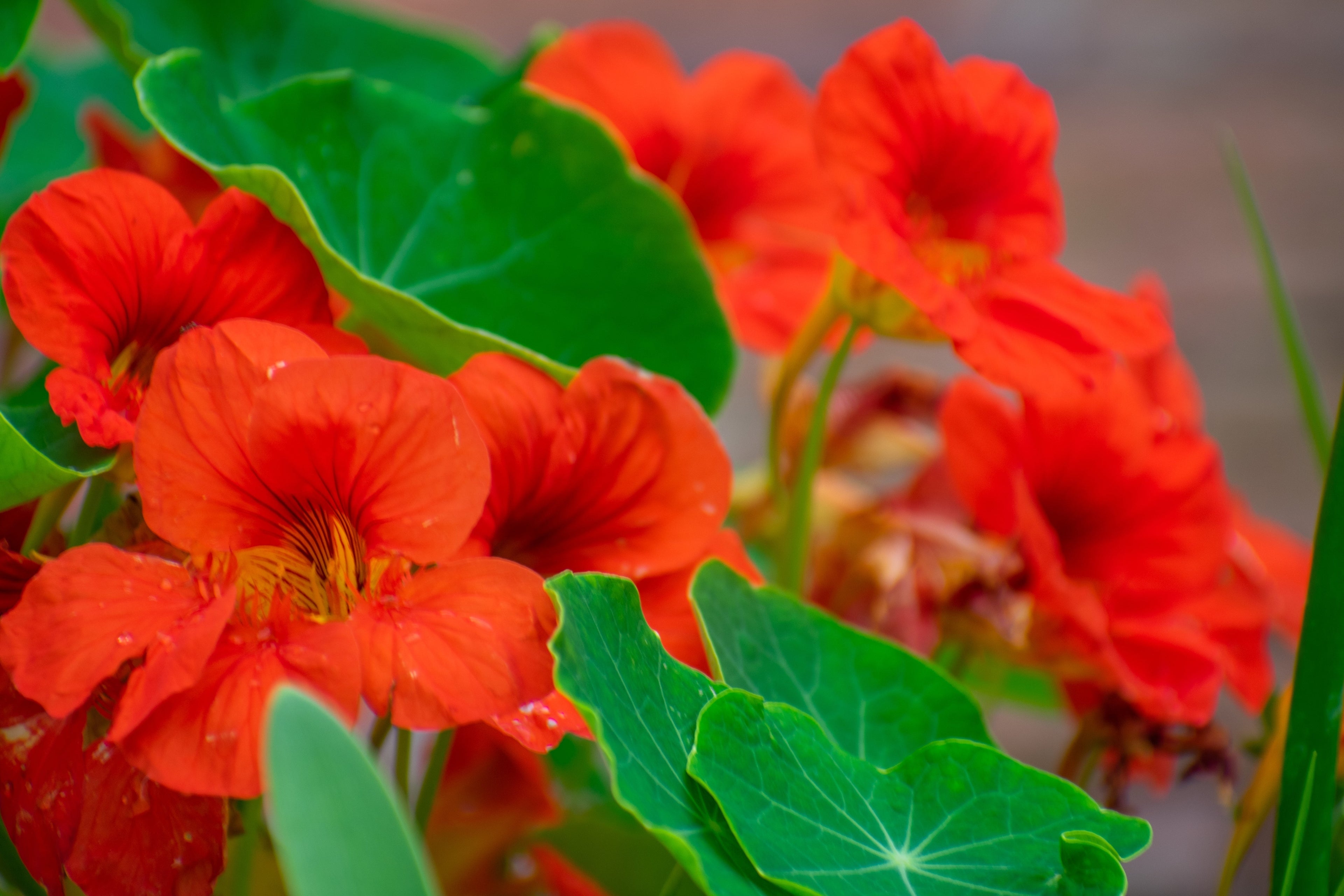 25 Dwarf RED EMPRESS NASTURTIUM Tropaeolum Majus Nanum Hummingbird Flower Seeds