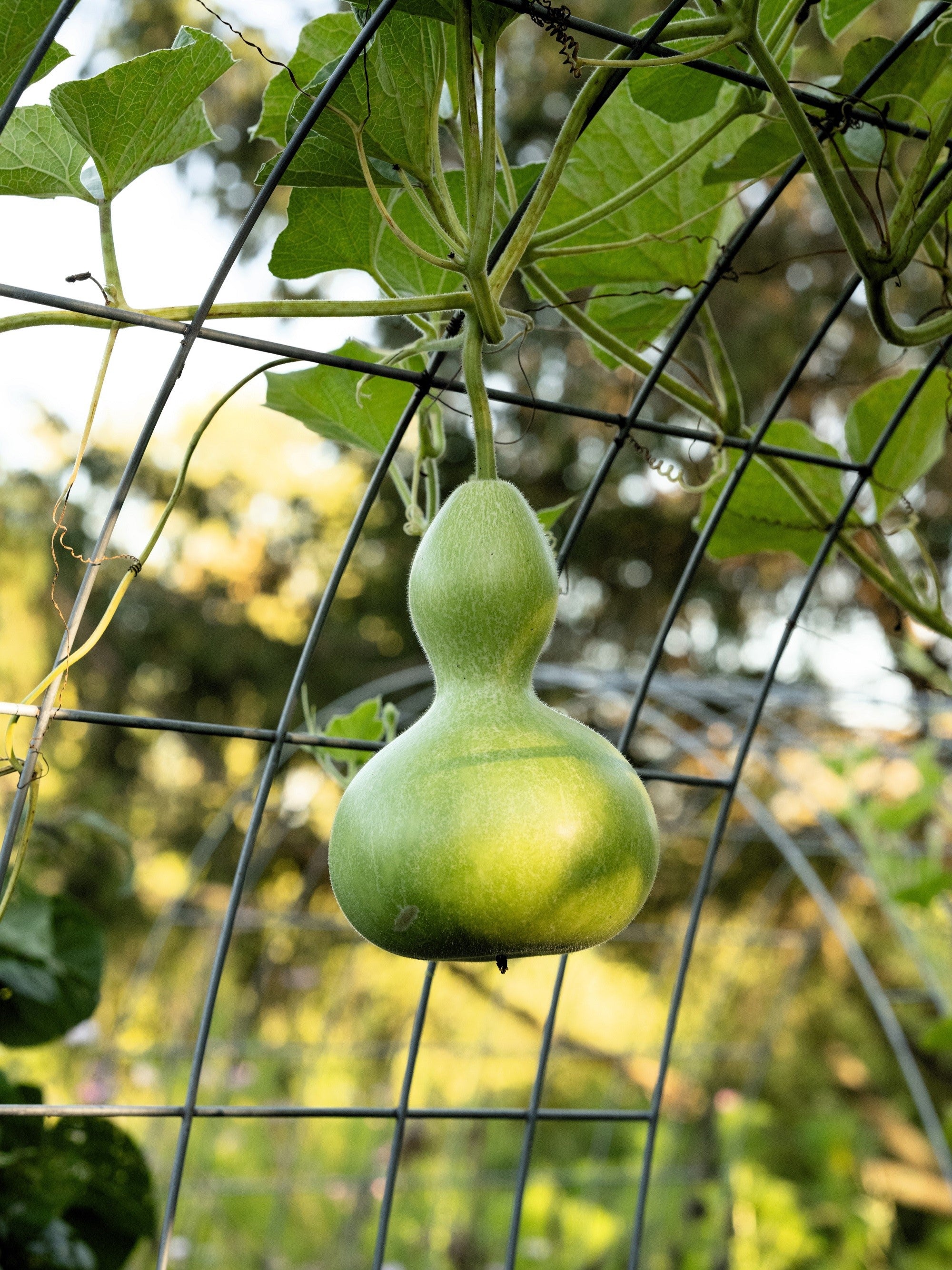 20 BIRDHOUSE GOURD (Hard Shelled Gourd / Calabash) Lagenaria Siceraria Vine Seeds