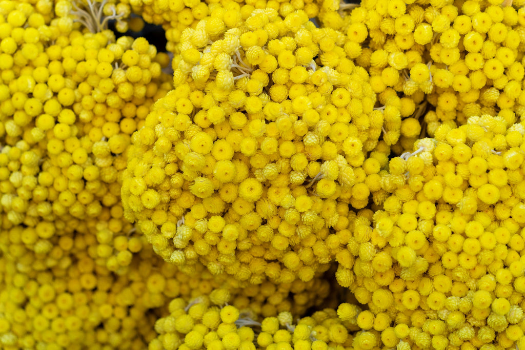 50 YELLOW DOUBLE STRAWFLOWER  Xerochrysum Bracteatum Helichrysum Flower Seeds