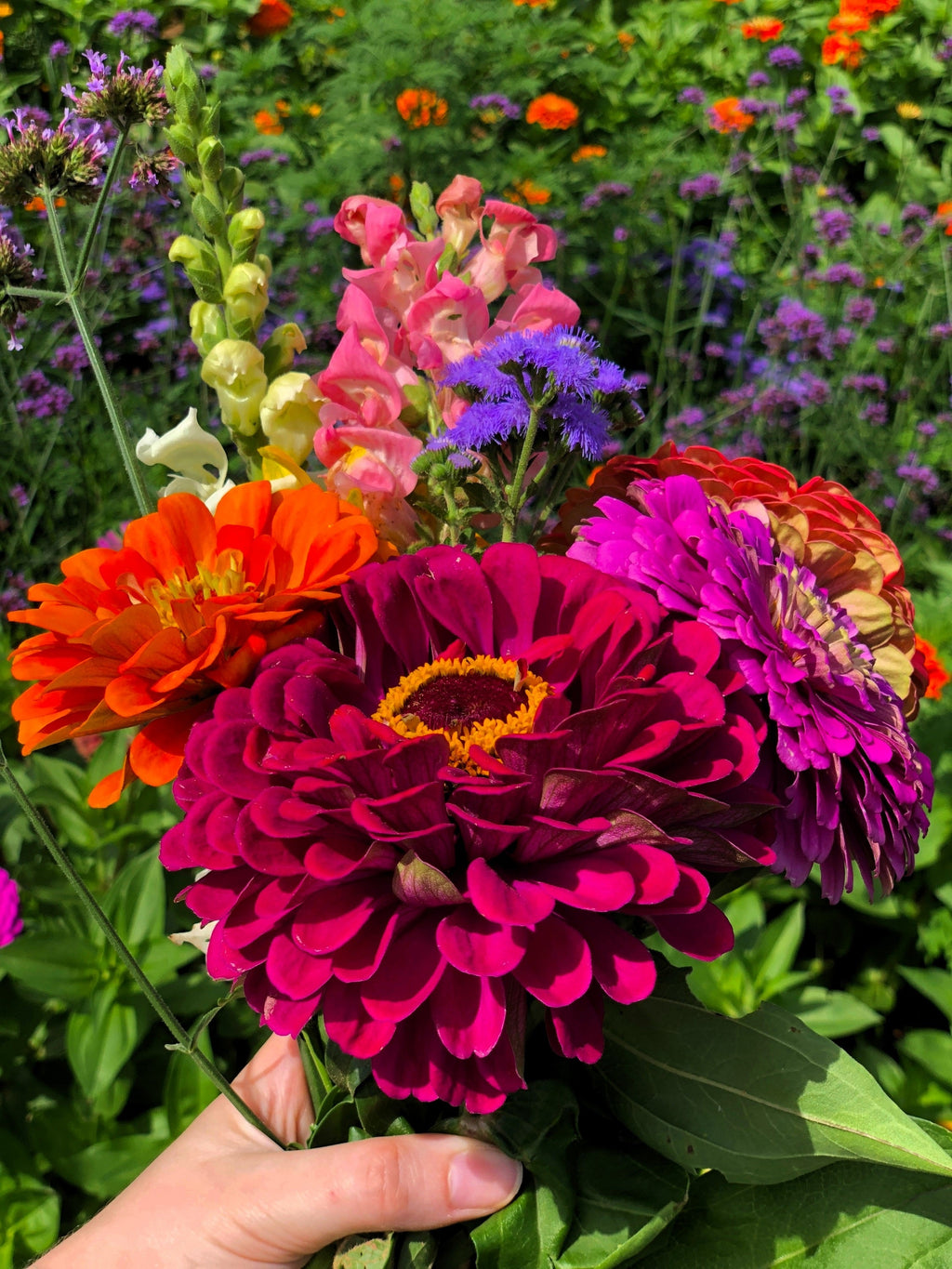 250 ZIN MASTER ZINNIA Mix Elegans Mixed Colors Flower Seeds