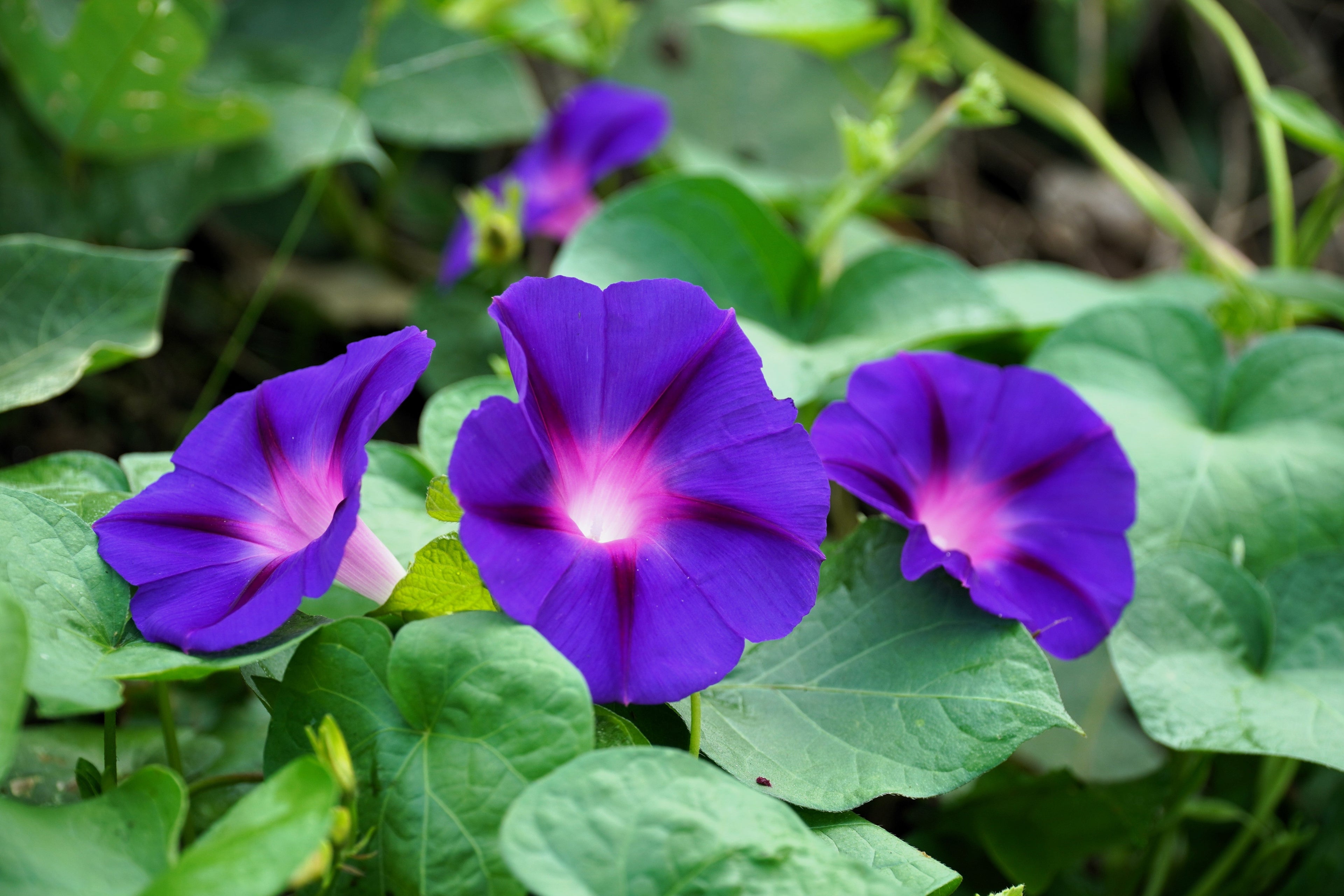 100 PURPLE MORNING GLORY Ipomoea Nil Flower Vine Seeds