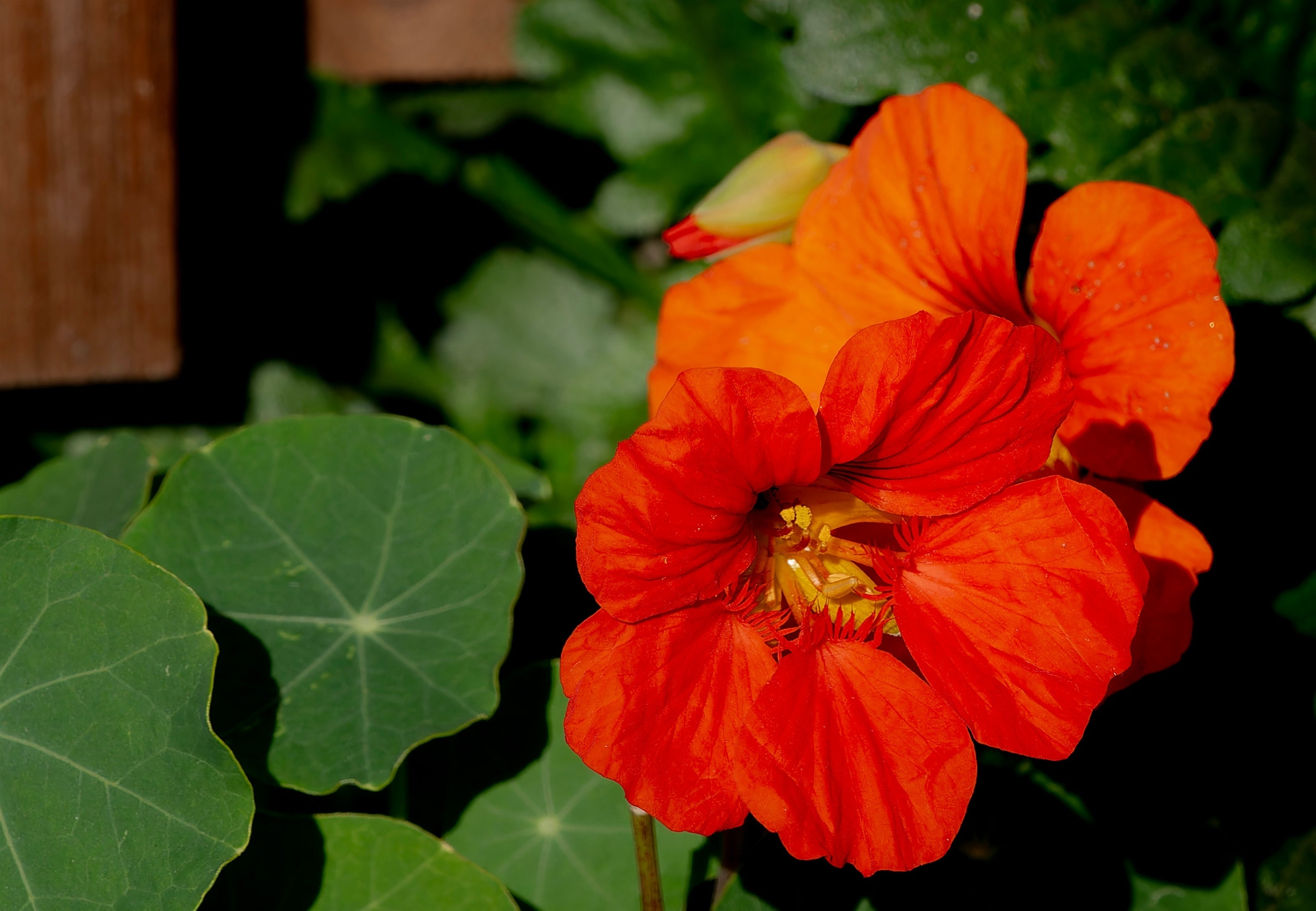 25 Dwarf RED EMPRESS NASTURTIUM Tropaeolum Majus Nanum Hummingbird Flower Seeds