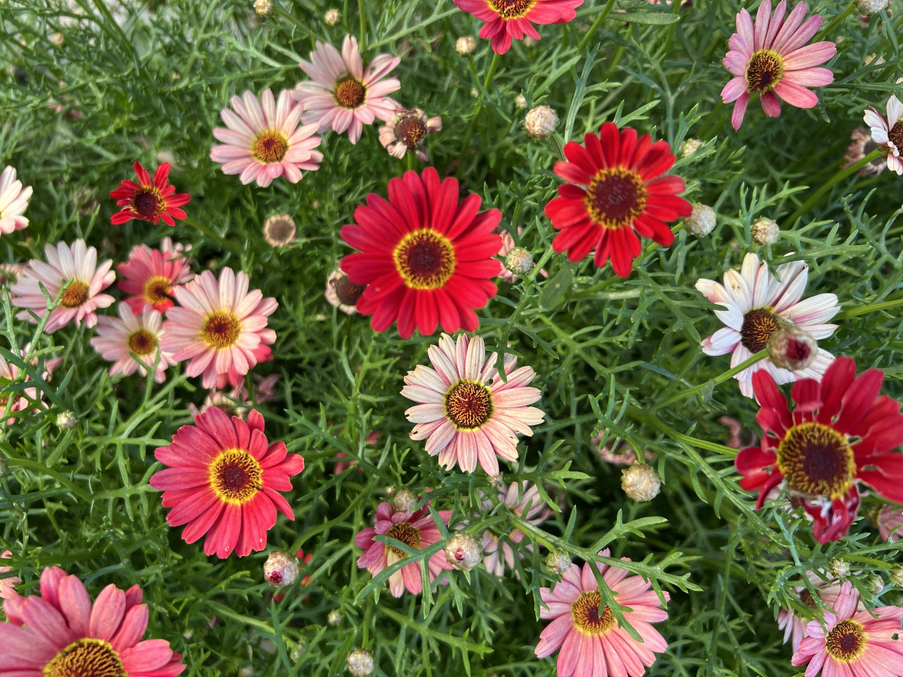 100 Mixed Colors ROBINSONS PAINTED DAISY Chrysanthemum Pink Red Rose & Yellow Pyrethrum Flower Seeds