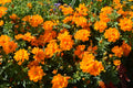 150 ORANGE SULPHUR COSMOS Klondike Sulphureus Seeds