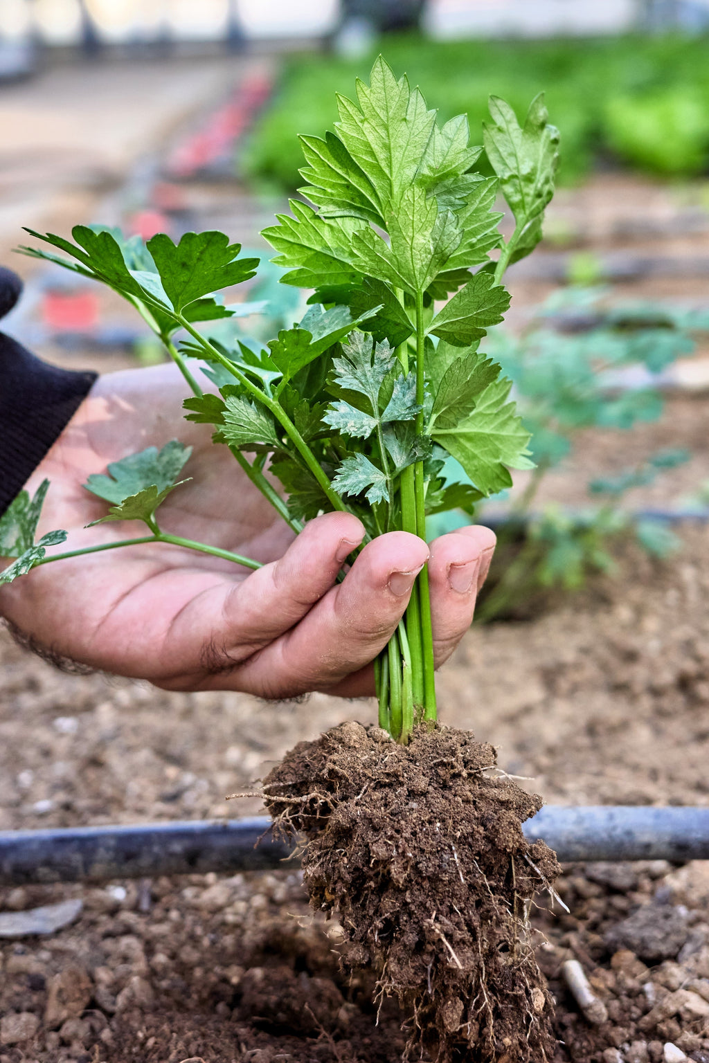 2000 Cutting LEAF CELERY Apium Graveolens Secalinum European Chinese Herb Seeds