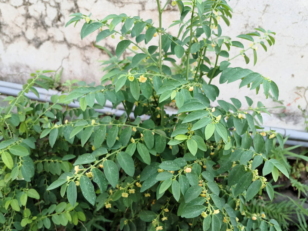 250 TREE TOBACCO Nicotiana Glauca Yellow Trumpet Flower Herb Shrub Seeds