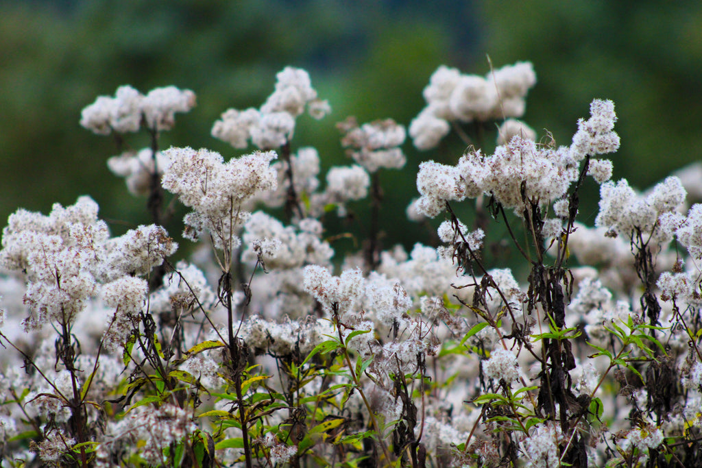50 CHOCOLATE Joe PYE WEED Eupatorium Rugosum Flower Seeds