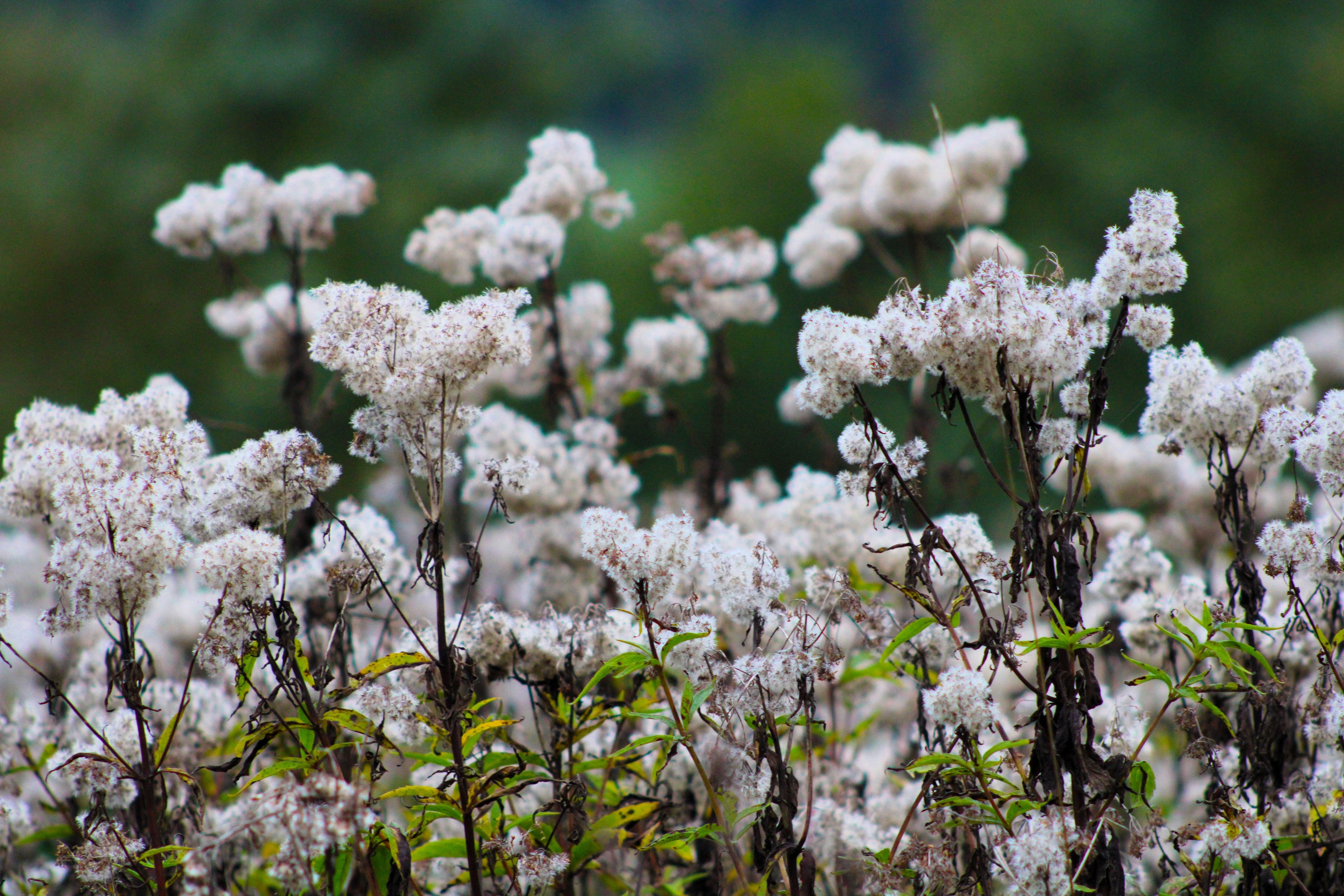 50 CHOCOLATE Joe PYE WEED Eupatorium Rugosum Flower Seeds