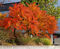 75 SMOOTH SUMAC TREE Red Berries Rhus Glabra Borealis Seeds