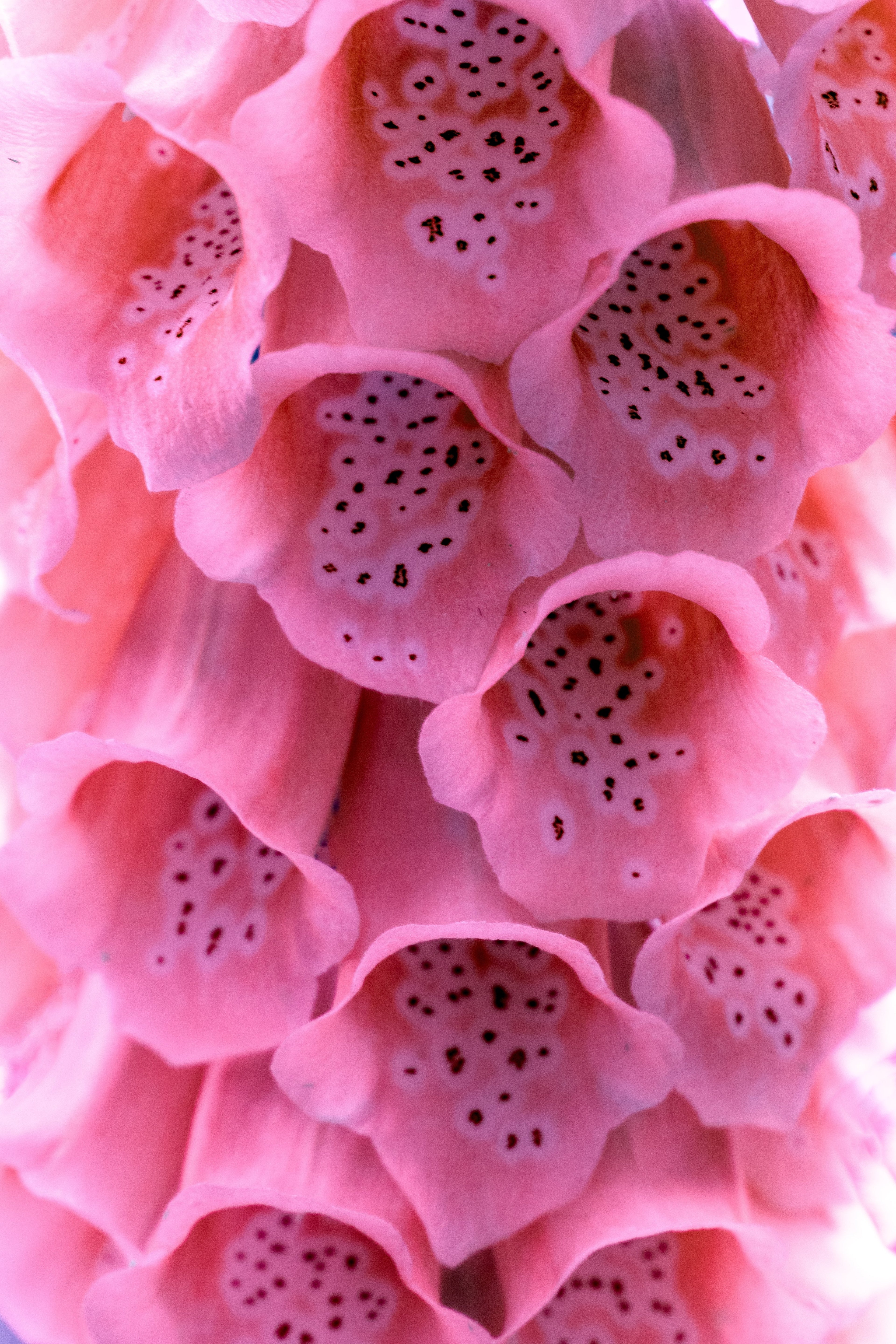1000 Seeds MIXED FOXGLOVE Digitalis Purpurea Flower Seeds