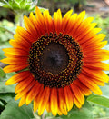 25 INDIAN BLANKET SUNFLOWER Helianthus Annuus Mixed Colors Flower Seeds