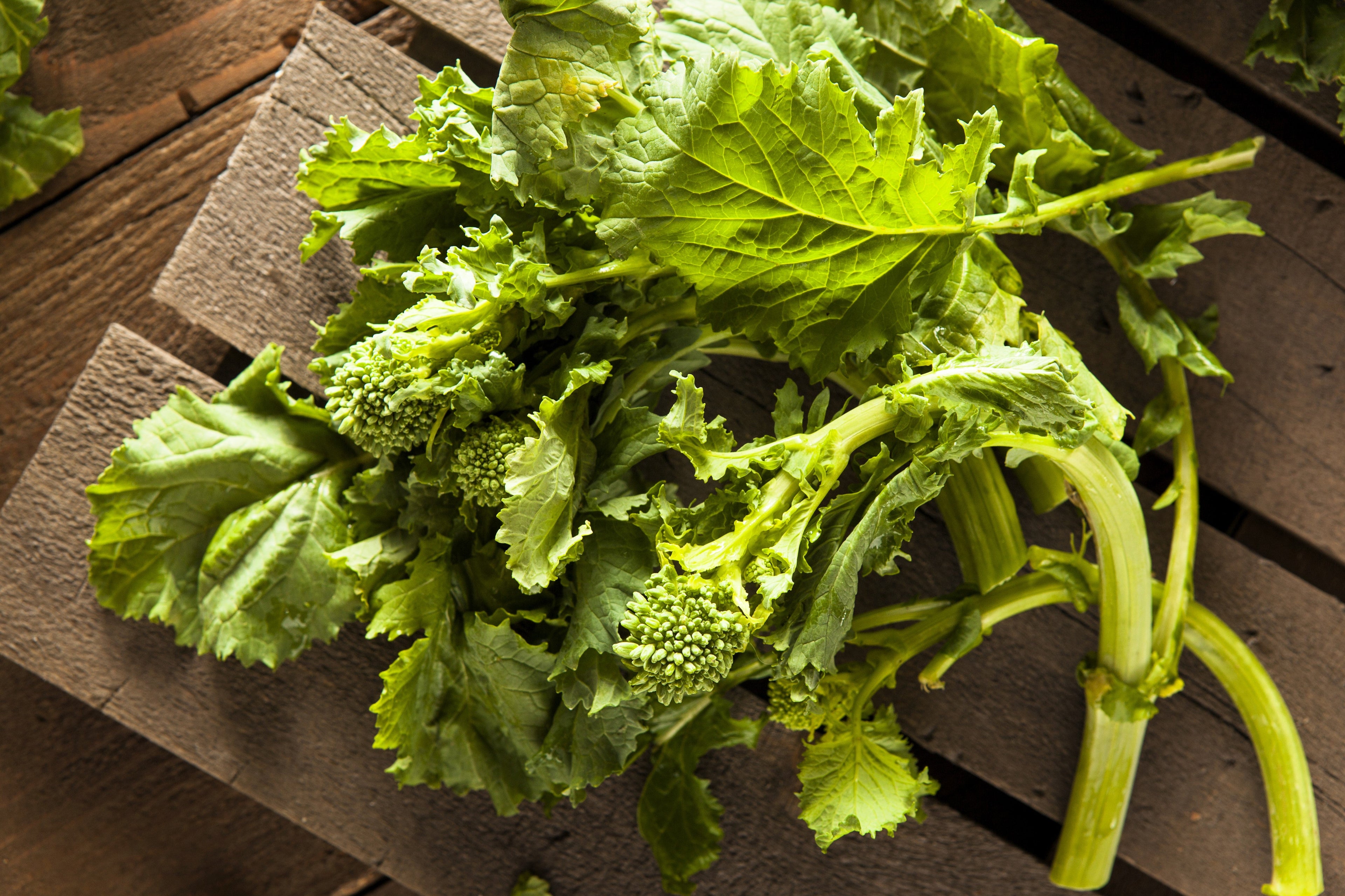 1000 EARLY Fall RAPINI BROCCOLI (Broccoli Raab / Broccoli Rabe / Brocoletti / Cima di Rapa) Brassica Ruvo Vegetable Seeds